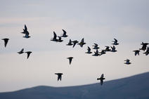 A group of golden plovers mid flight