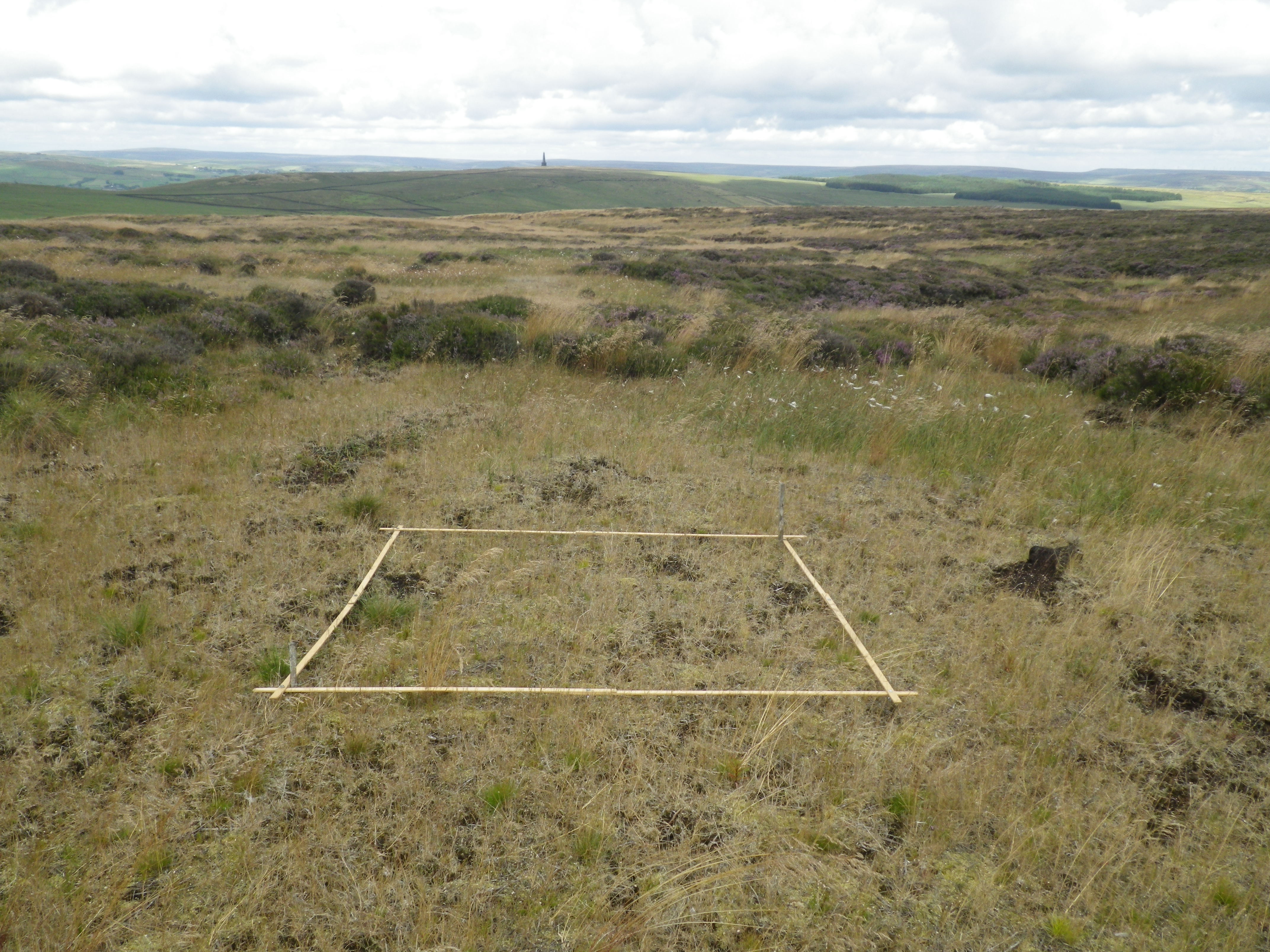 3 Vegetation Monitoring - growth of vegetation from treatment of bare peat