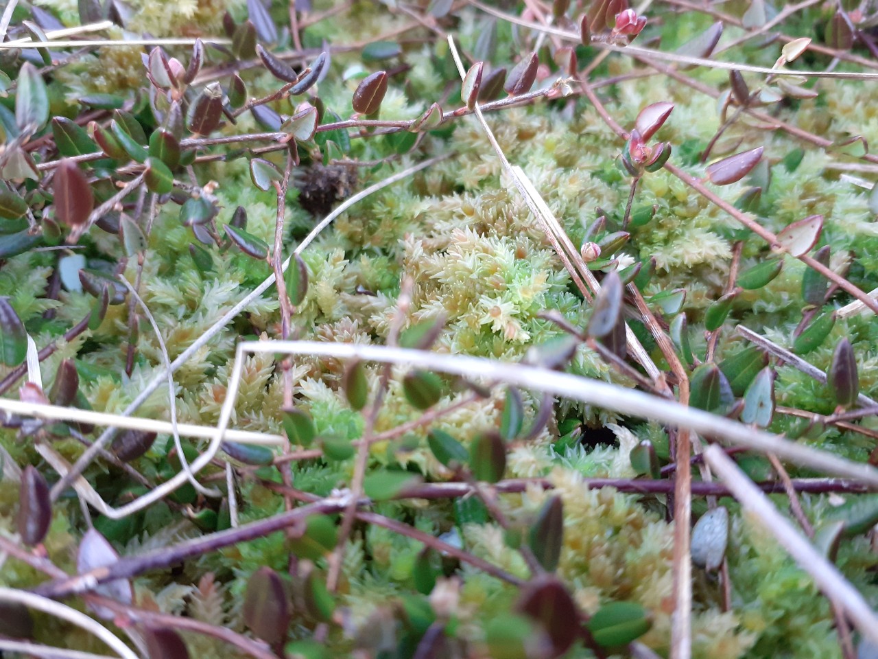 Sphagnum moss with cranberry