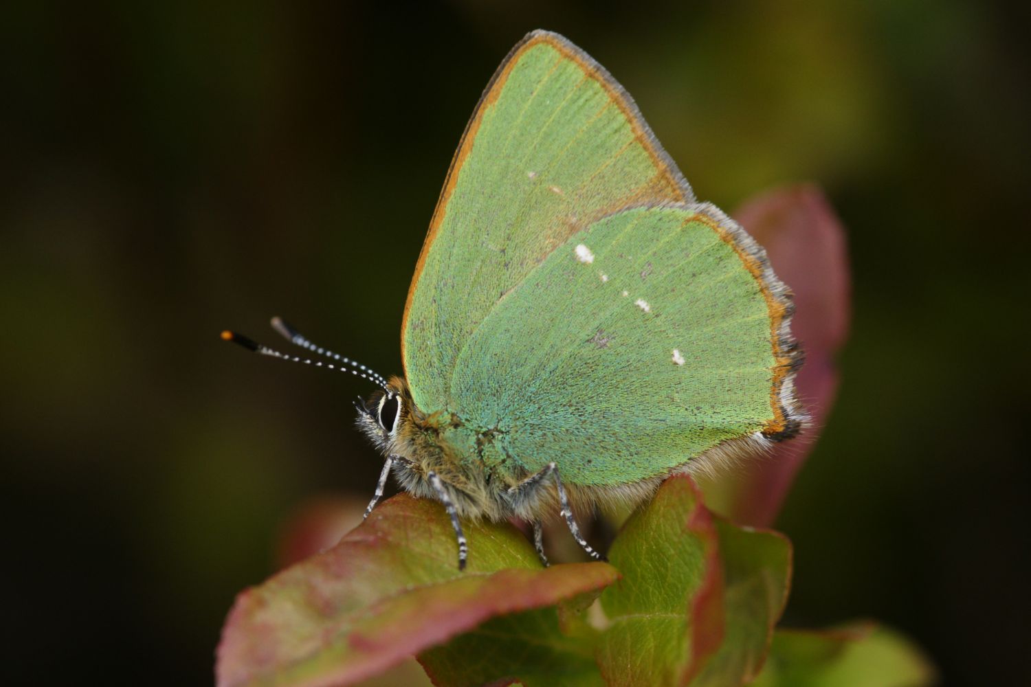 Green Hairstreak Butterfly