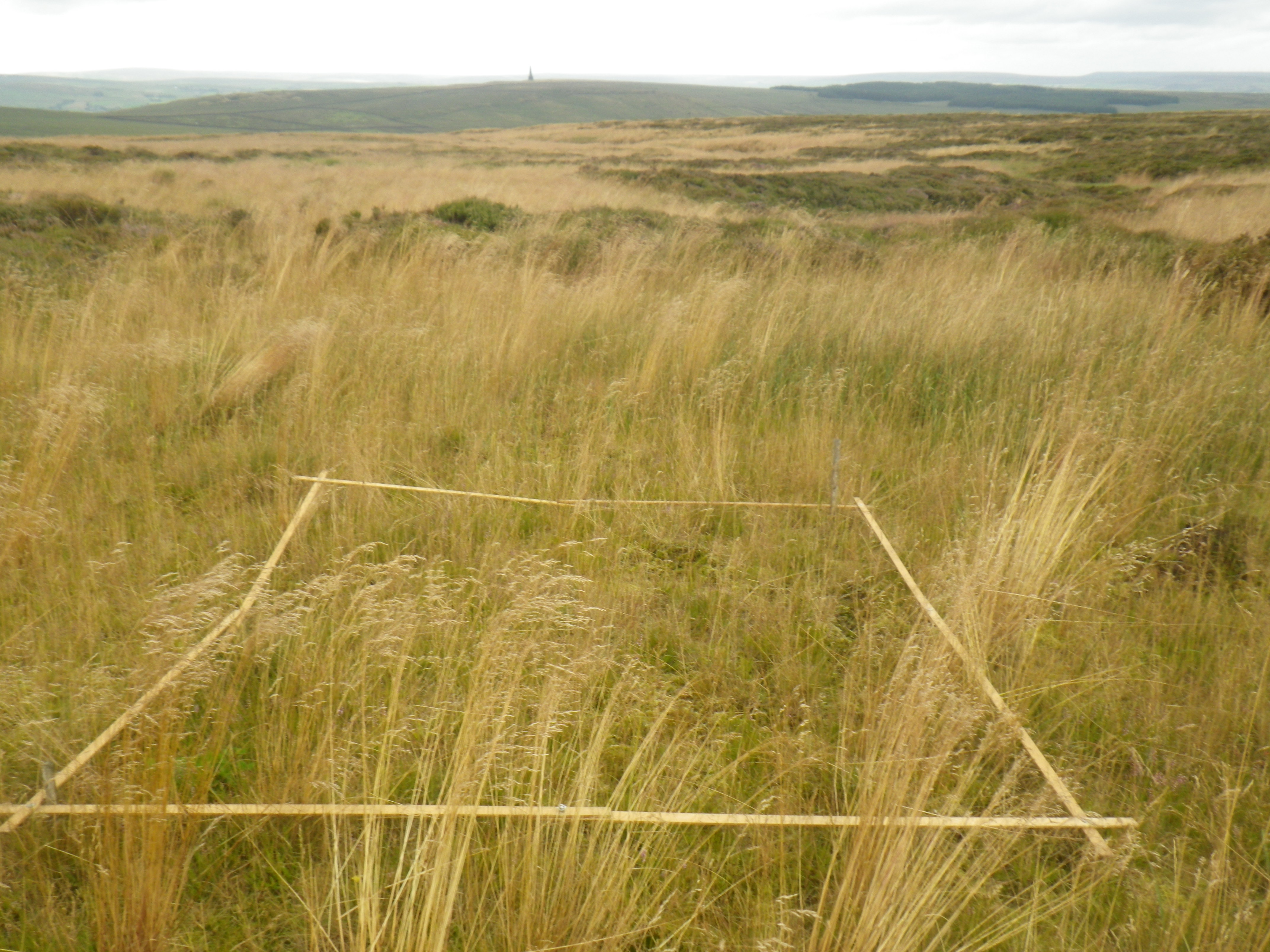 4 Vegetation Monitoring - regrowth of vegetation from treatment of bare peat