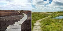 changes in the blanket bog at Black Hill between 2003 and 2017