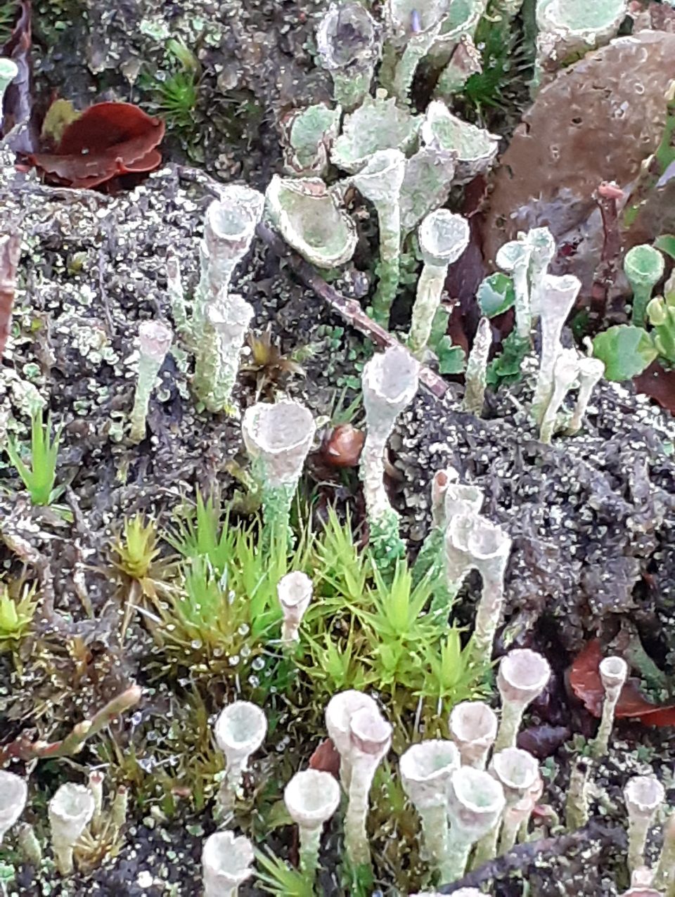 Lichens and mosses