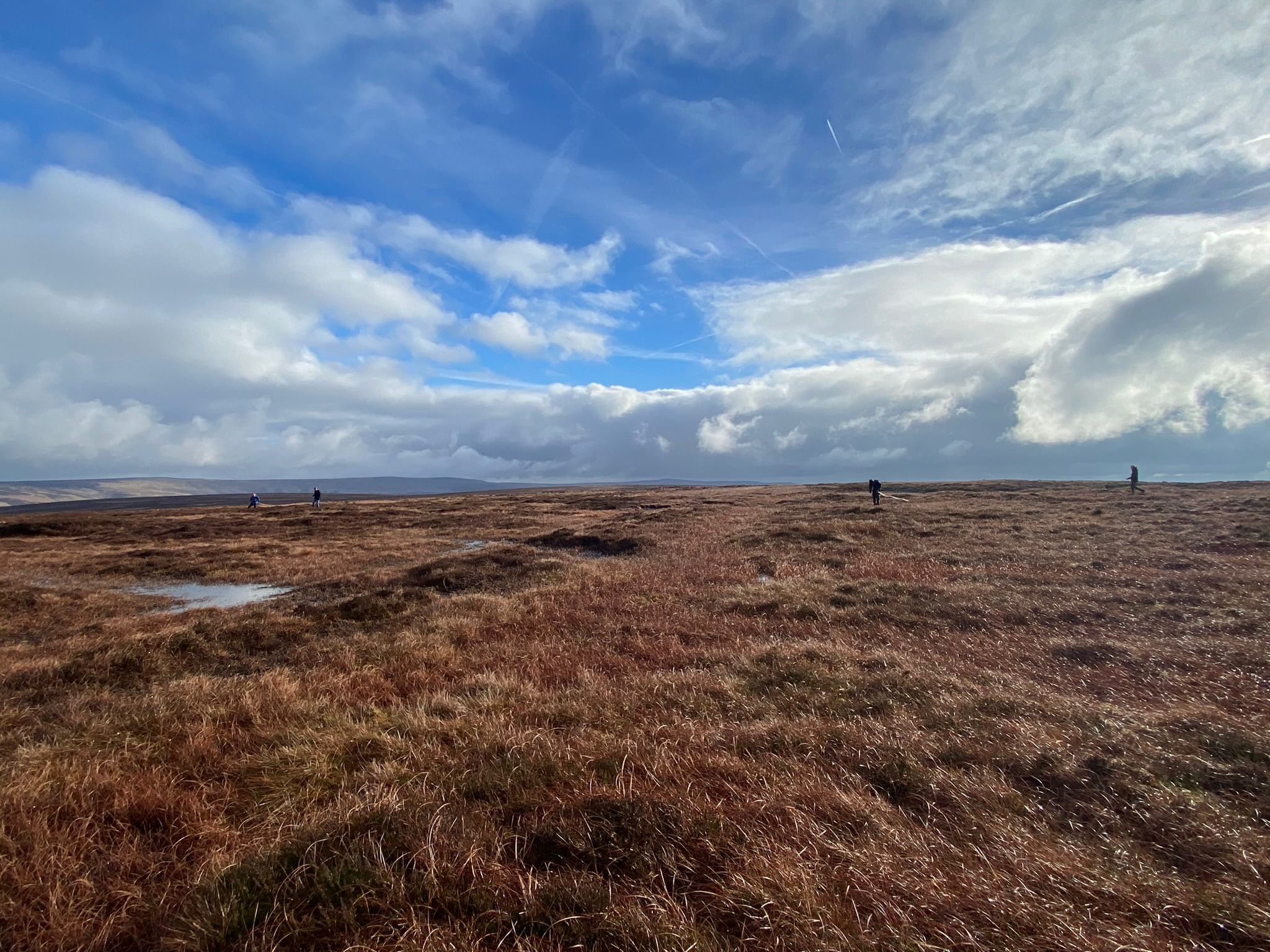 Sphagnum planting