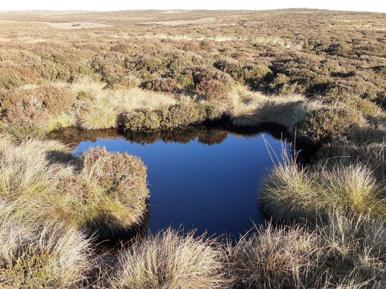 A moorland pool 