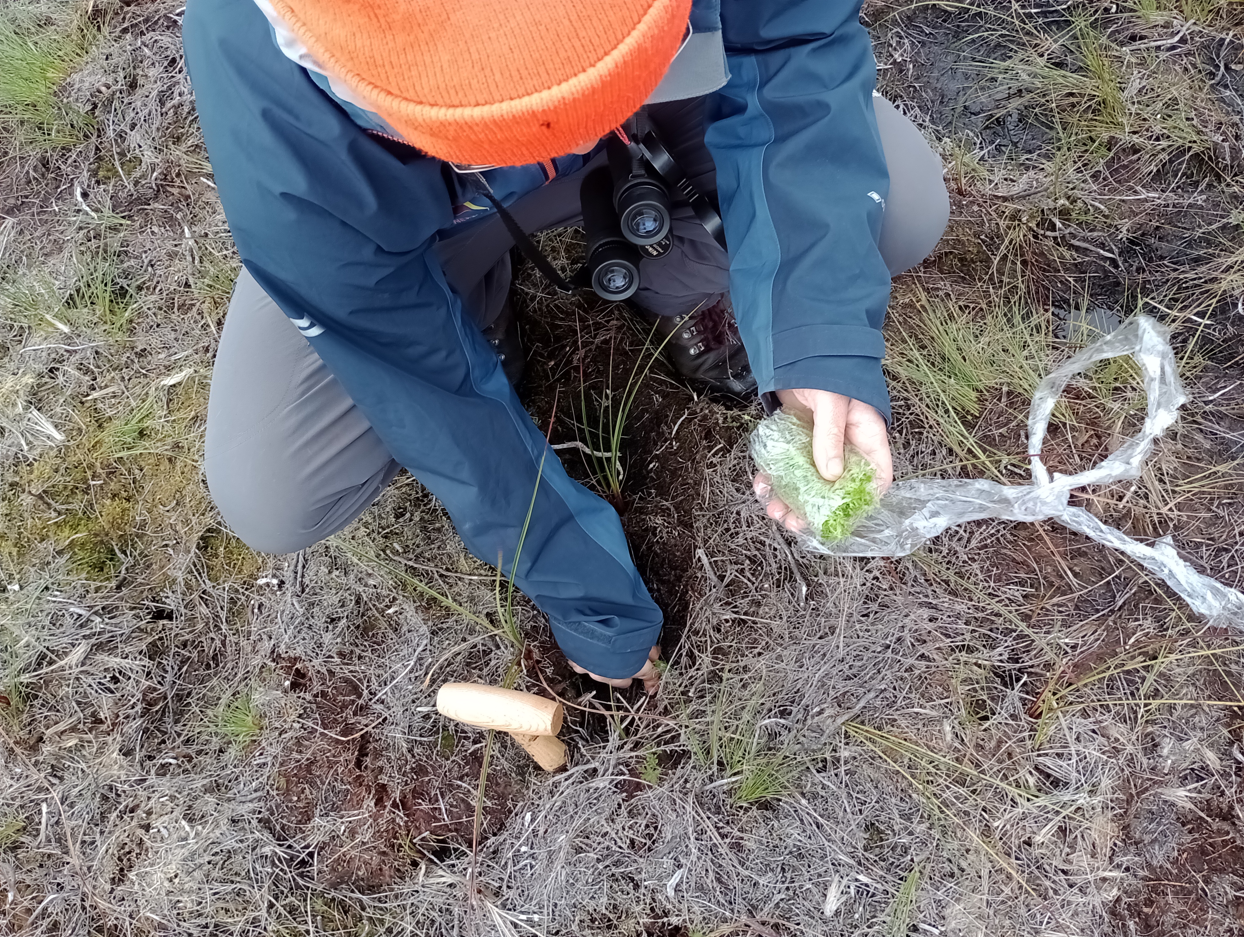 GBNB_Sphagnum moss planting