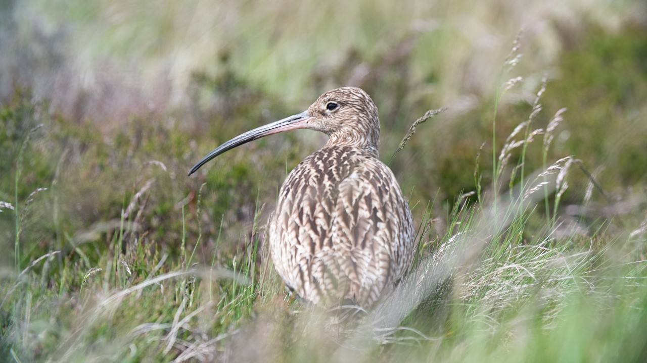 Curlew