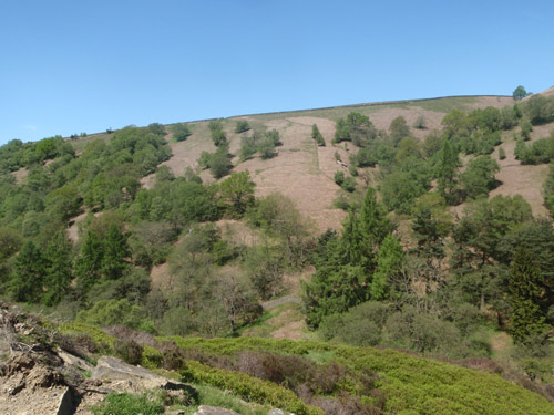 xClough Woodland Project