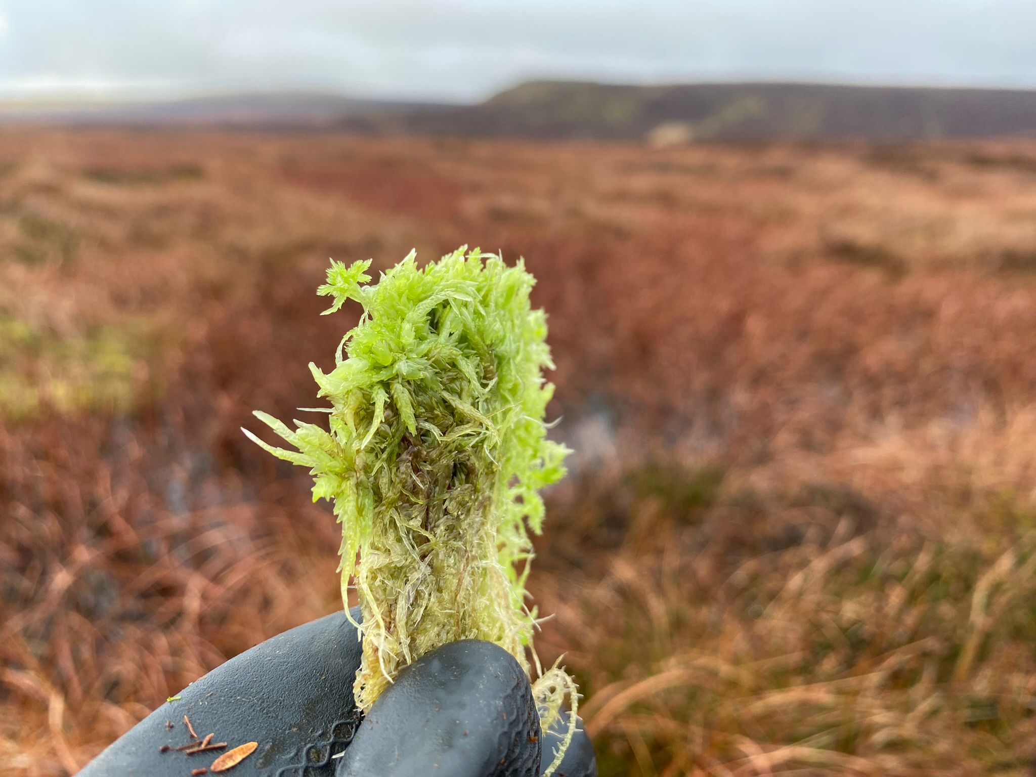 Sphagnum plug planting